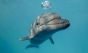 Japonia - Delfinii au înnebunit: Atacă oamenii. Incidente pe mai multe plaje!