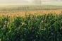 Marii fermieri din România se aşteaptă să obţină în acest an mai mult grâu decât anul trecut