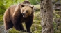 Ministerul Mediului a dat aviz pentru împuşcarea unui urs care se plimba prin sate