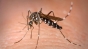 Ministerul Sănătății: 16 persoane infectate cu virusul West Nile