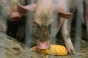 Ministrul Agriculturii: Se vor da gratuit purcei la cei care doresc să îi crească. Ce obligaţii au acestia