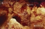 Neanderthalienii erau mai ''sofisticaţi'' decât se credea, conform celor mai vechi desene rupestre