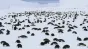 Nu mai sunt vacile de vină ci pinguinii din Antartica: emit până la 7 milioane de tone de metan pe an care încălzește planeta mai puternic decât dioxidul de carbon