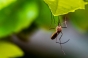 O companie de biotehnologie mizează pe ţânţari modificaţi genetic pentru a combate febra denga în Brazilia
