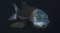 O creatură cu ochii în interiorul capului transparent a fost filmată în Oceanul Pacific. Imagini ca de pe o altă planetă VIDEO