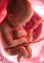 O descoperire uriasa despre legatura mamă - făt. Dovada stiintifică a relatiei indestructibile ce ramane după naștere