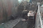 O fetiţă din Mureş, zgâriată de urs în grădina casei sale. Animalul a fost tranchilizat