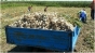 O surpriza placuta pentru agricultori: Guvernul crește subvenția la legume de la 1000 la 3000 de euro pe hectar