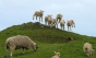 O turmă de oi a mâncat sute de kg de canabis în Grecia: "Săreau mai sus decât caprele. Nu știu dacă e de râs sau de plâns!"