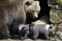 O ursoaică cu doi pui a atacat curtea unui sătean din Fundata. Animalele au luat un miel din gospodărie și l-au mâncat