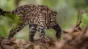Pentru prima dată în 100 de ani a fost identificată o nouă specie de pisică: Se numește Tigrino și este singurul membru cunoscut din specia ei

