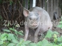 Pesta Porcină Africană se extinde! Iată în ce judeţ a fost confirmat un nou focar