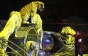 Plângere penală împotriva maltratării animalelor