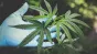 Plantație uriașă de canabis, camuflată pe malul Mureșului. 100 de plante în greutate de 65 de kilograme, descoperite de anchetatori
