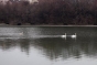 Pompierii au salvat o lebădă rănită, aflată pe un lac îngheţat