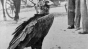 Povestea incredibilă a vulturului Ilie - eroul din Gara Buzău. Era prieten cu toți oamenii și îi plăcea mersul pe jos