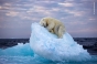 Premiul obținut de o fotografie fabuloasă, cu un urs polar dormind pe un aisberg în derivă. Poza unui român, ajunsă în finală
