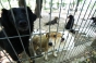 Primăria Capitalei înfiinţează "Poliţia Animalelor" si interzice folosirea animalelor salbatice in Circ