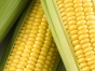 România detronează Franţa la producţia de porumb pentru prima dată în istorie