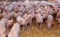 România va putea exporta porci vii în Uniunea Europeană