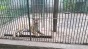 S-a îmbătat și a vrut să se bată cu un tigru la Zoo Bârlad
