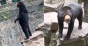 Scene incredibile la o grădină zoologică din China: Vizitatorii păcăliți cu oameni costumați în loc de urși / Foto-Video
