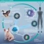 Se pregătește pandemia de gripă aviara cu transmitere la om ca sa se puna in aplicare tratatul OMS

