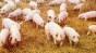 Serviciul Federal Veterinar din Rusia a introdus restricţii temporare pentru porcii vii şi pentru produsele de porc din România


