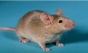 The Guardian: Oamenii de știință au "născut" un șoarece din doi tați după ce au creat ovule din celule masculine!