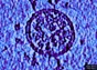 The Lancet: Proteina Spike a COVID-19 produce singură puține reacții acute la oameni. Ele cresc la 95% doar după adăugarea altor componente ale vaccinului