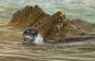 Ultima focă din Marea Neagră, ucisă de un pescar
