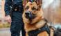 Un câine polițist a făcut o captură impresionantă. Raven a condus ofițerii la drogurile și banii îngropați de traficanți sub podea
