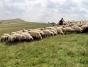 Un cioban beat a sunat de cinci ori la 112 să anunțe că a fost legat la ochi și răpit