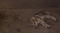 Un iresponsabil a abandonat un lup în Parcul din Craiova