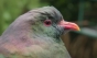 Un porumbel gras și rupt de beat este noua "Pasăre a anului"! VIDEO
