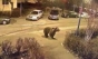 Un urs a alertat Ploieștiul în noaptea de vineri spre sâmbătă: populația a fost sfătuită să rămână în locuințe
