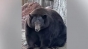 Ursul care a spart zeci de locuințe scotocind prin frigidere și coșuri de gunoi a fost trimis la reabilitare

