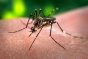 Virusul Zika poate ataca și creierul adult