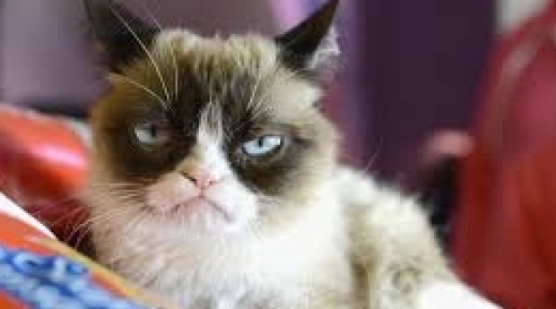A murit Grumpy Cat, una dintre cele mai faimoase pisici din lume