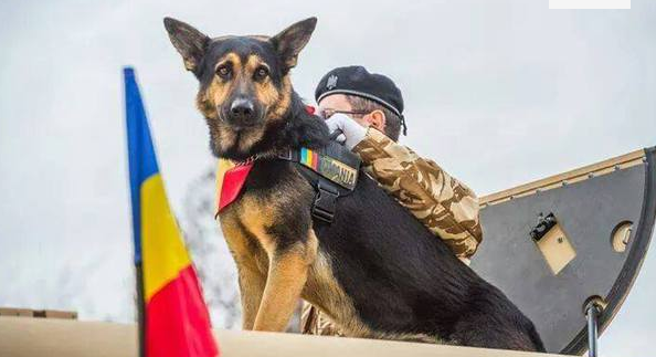 A murit Max, fostul câine al Armatei, singurul pregatit sa detecteze bombe