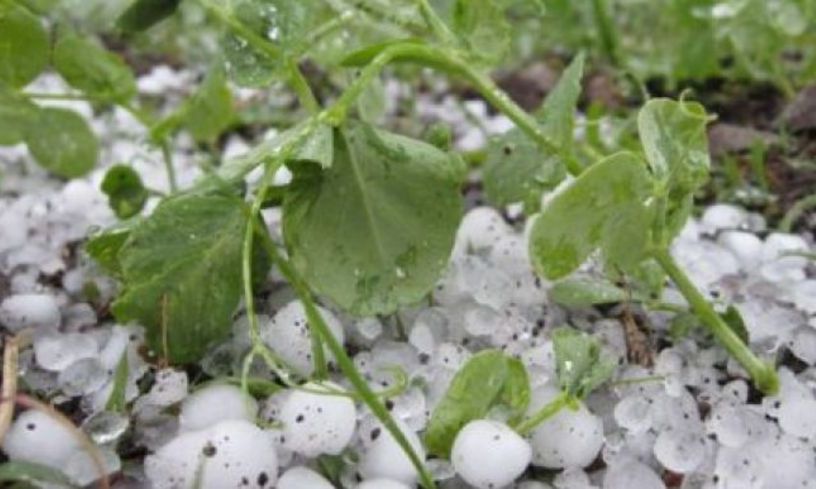Agricultorii își pot asigura culturile împotriva fenomenelor meteo extreme. Totul cu bani europeni