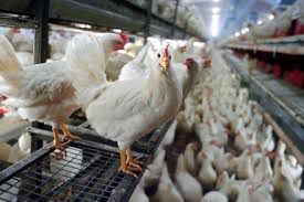 Alertă aviară pentru toate transporturile de păsări din ţările unde sunt focare de gripă aviară