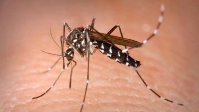 Alertă medicală în ţară din cauza virusului West Nile