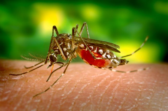 Alertă medicală în România: Zeci de cazuri de infecție cu virusul West Nile