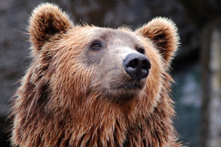 Alertă într-o comună din Harghita, din cauza unui urs
