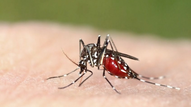 Alertă în România! Țanțarul-tigru, purtător a zeci de boli tropicale, a ajuns pe teritoriul țarii noastre