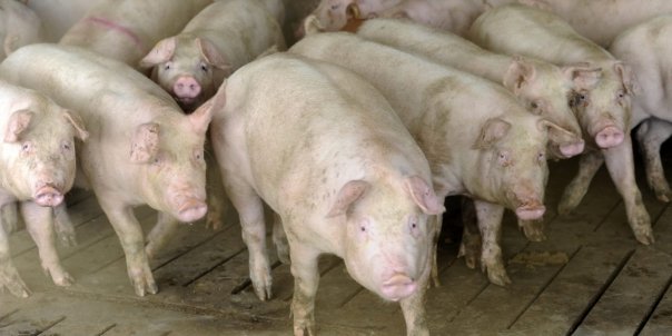 Alerta in Romania! Un nou focar de pesta porcina africana a fost descoperit in vestul tarii