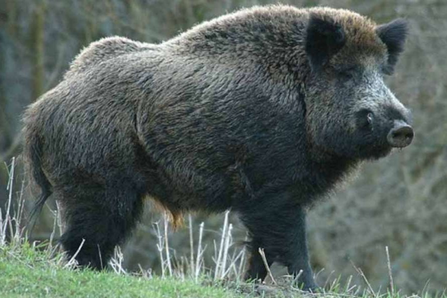 ALERTA! Mistreţ radioactiv identificat în Suceava.