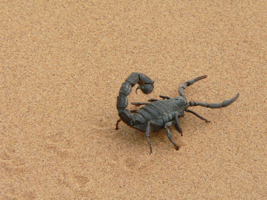 Angajata unui market din Constanta a fost muscata de un scorpion.
