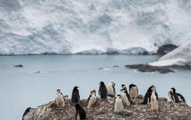 Antarctica, singurul continent fără coronavirus
